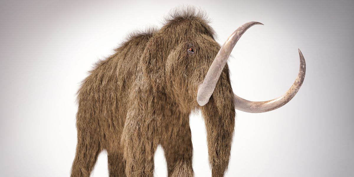 Los científicos hicieron albóndigas con ADN de mamut antiguo, por alguna razón
