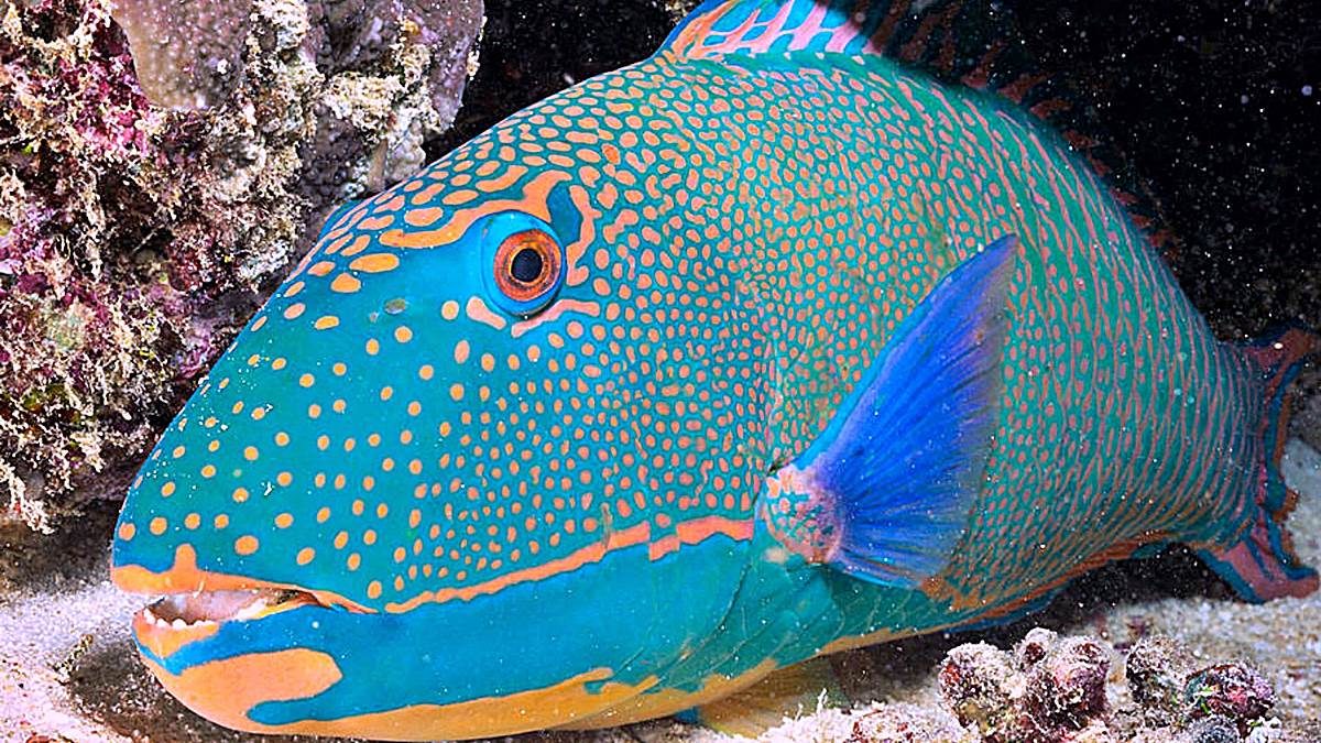 5 interesantes datos sobre el pez loro, un animal gracioso y muy curioso
