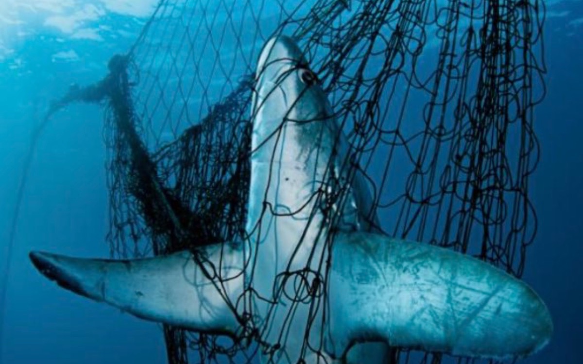 Aplican embargo comercial a México por fracasar en la protección de la vaquita marina