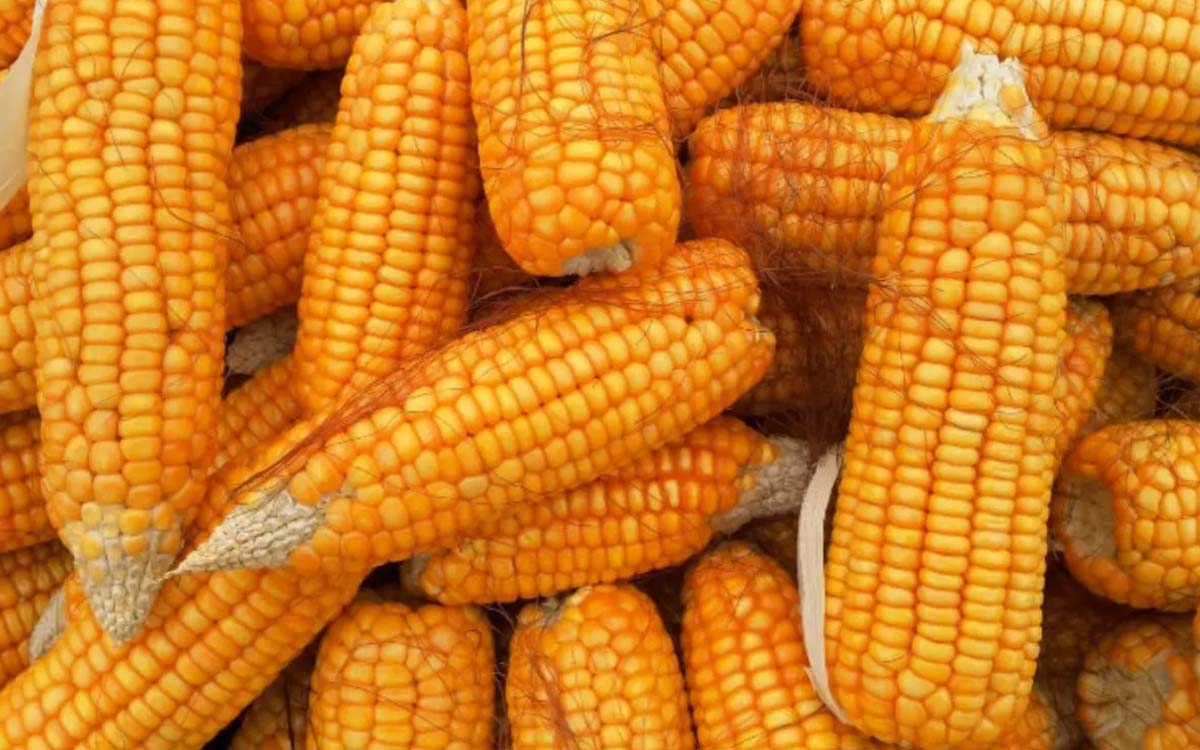 Confirma Economía inicio de consultas por maíz transgénico
