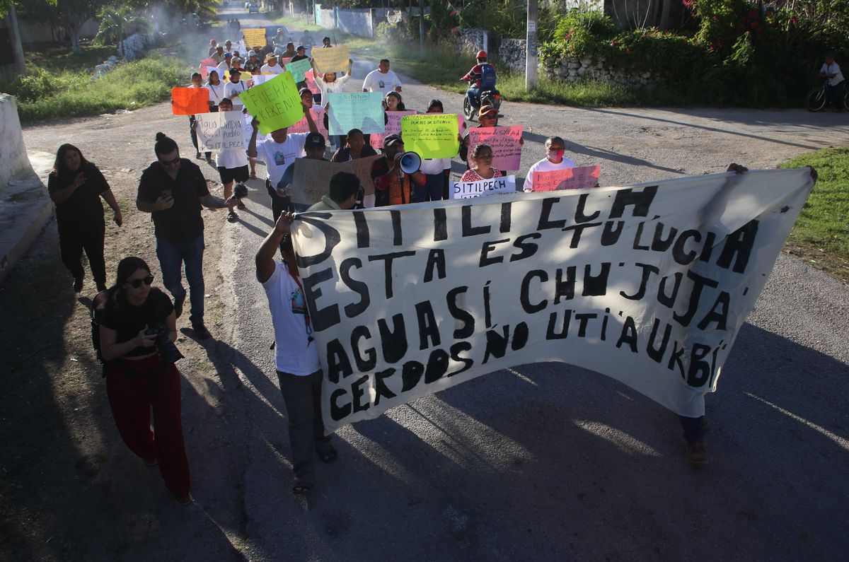 Golpeados y detenidos por manifestarse contra las macrogranjas de cerdos en Yucatán