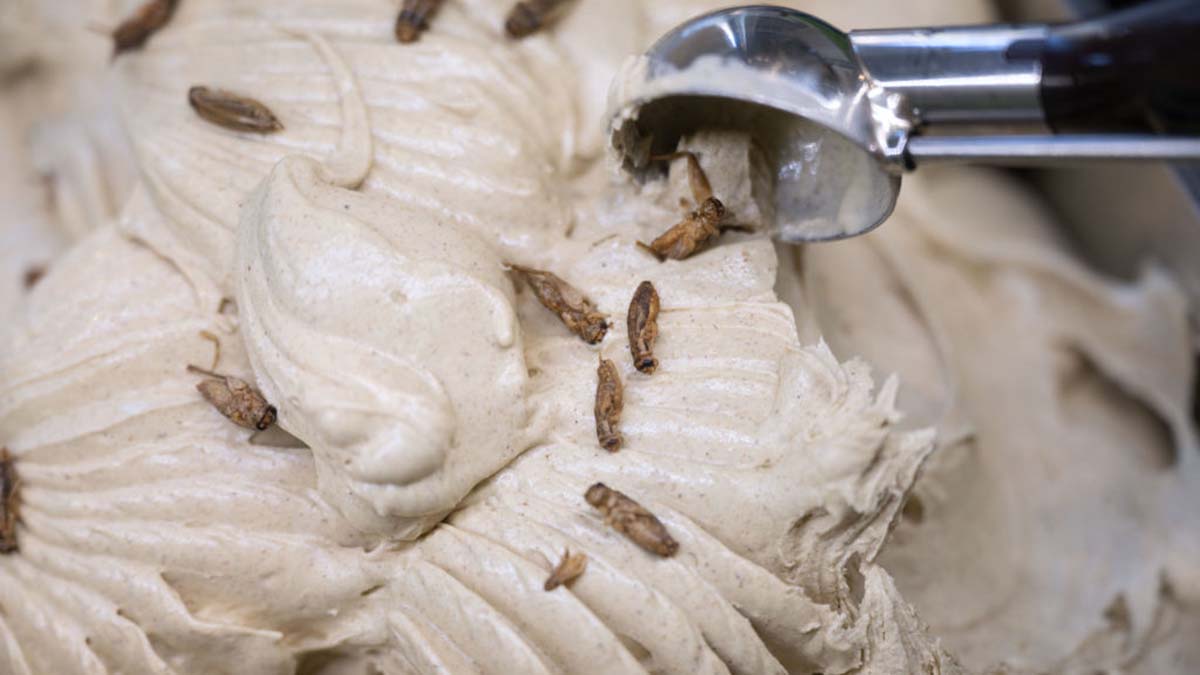 Heladería ofrece sabor novedoso: helado con insectos