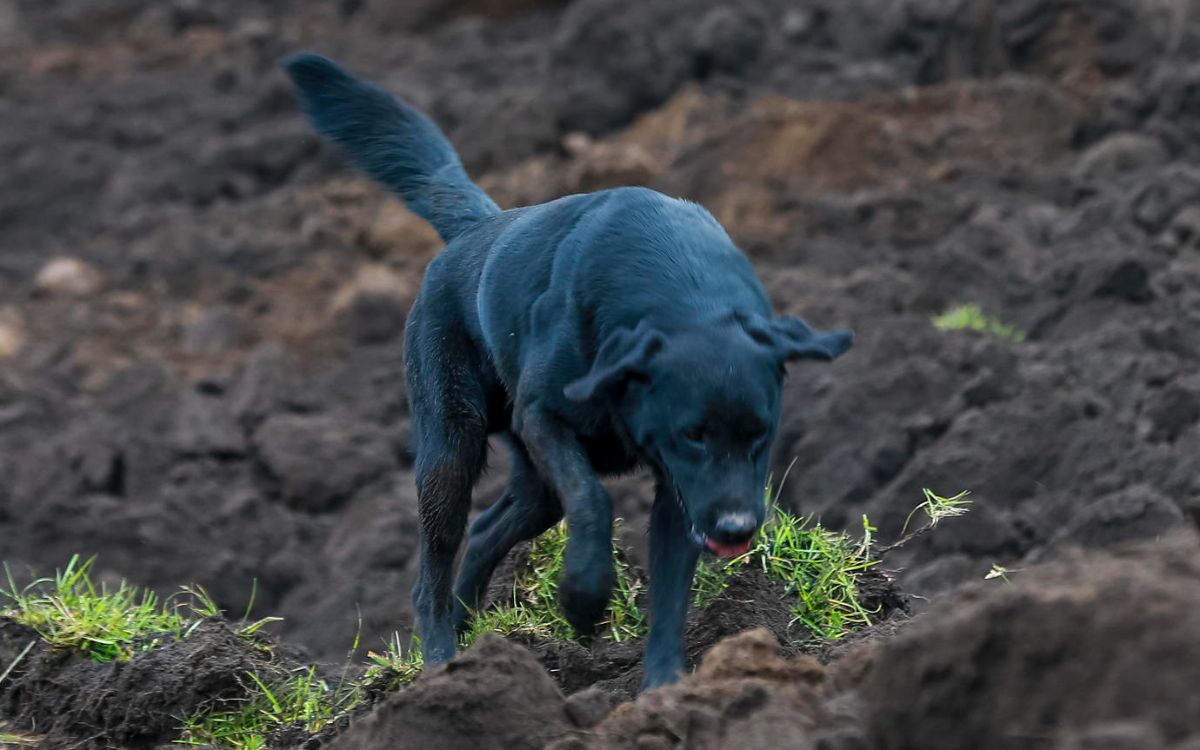 Jacob, el perro que busca a su familia tras deslave en Ecuador