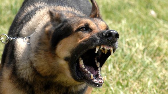 Los 5 perros más agresivos del mundo