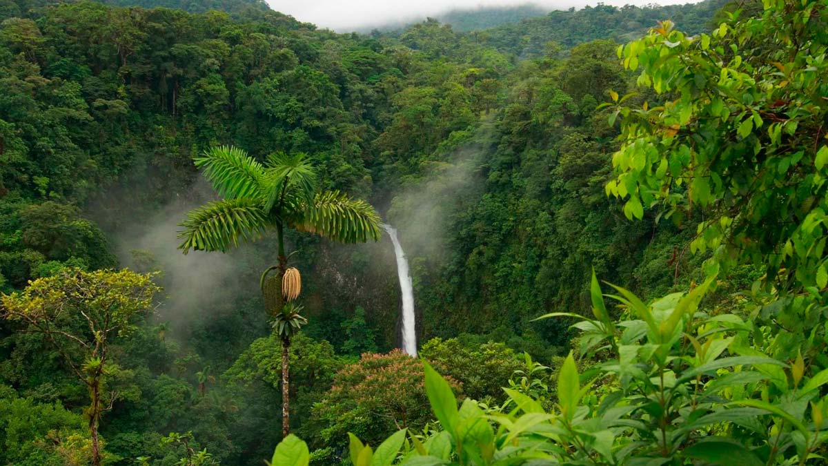 Los mejores consejos que debes saber sobre la selva tropical