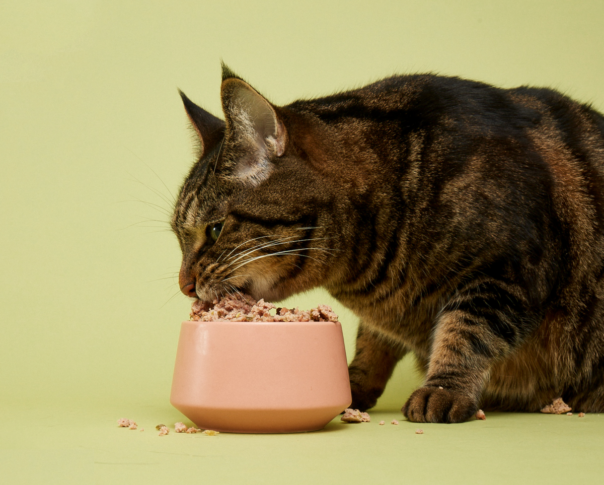 Los nuevos fondos le dan a la marca de comida para gatos Smalls una avenida en el comercio minorista por primera vez
