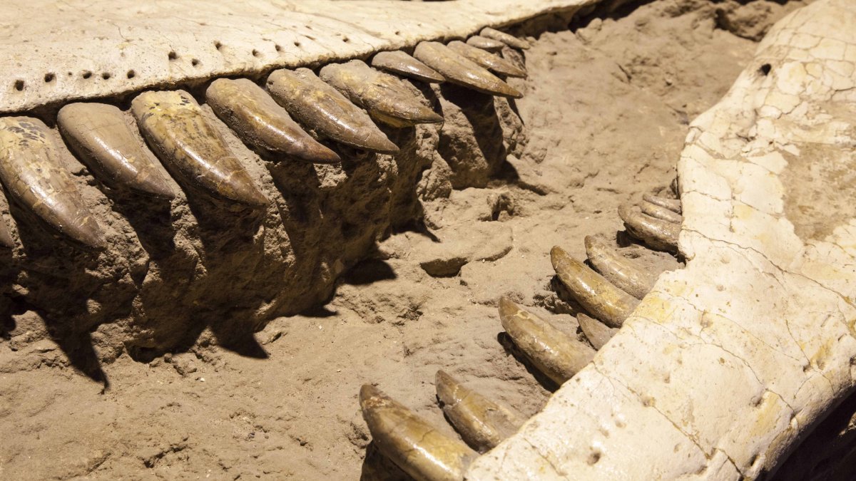 Nueva investigación brinda un nuevo hallazgo de los dientes del dinosaurio T. Rex