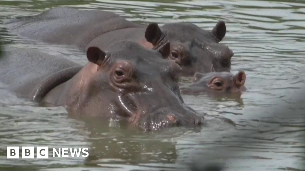 Plan de $3,5 millones para trasladar hipopótamos del narcotraficante colombiano