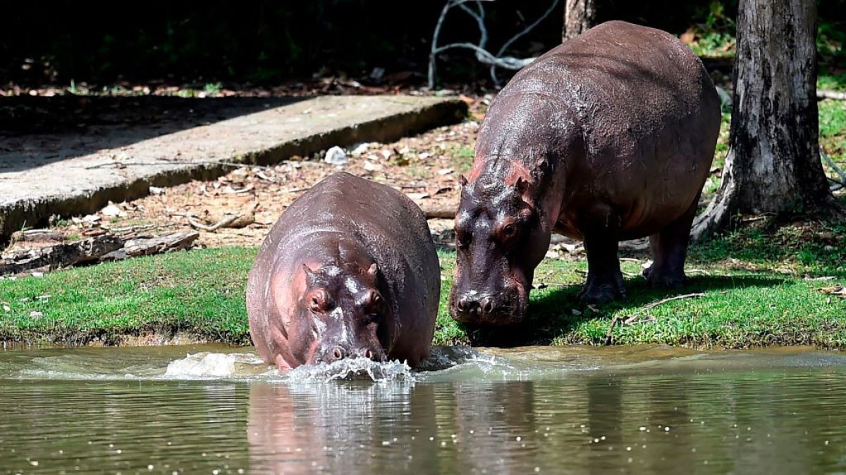 Planean llevar hipopótamos de la hacienda que era de Pablo Escobar a India y México