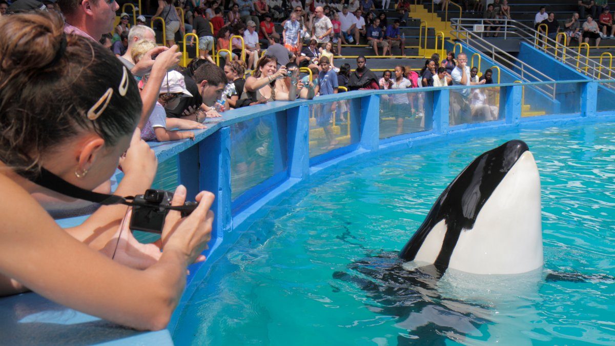 Qué pasará con Lolita, la orca del Miami Seaquarium