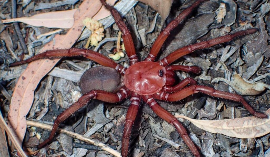 Roja y peluda: Descubren nueva araña en Australia