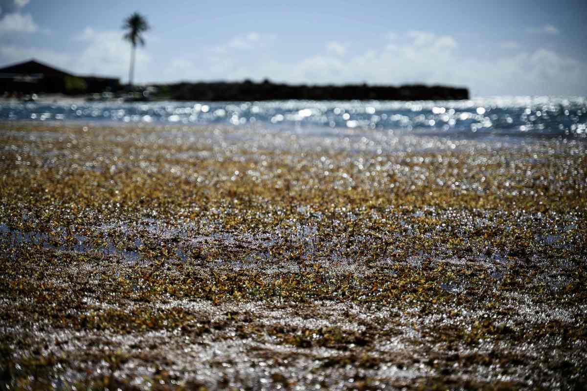 Startup dice que las algas marinas que se precipitan hacia Florida tienen un resquicio de esperanza