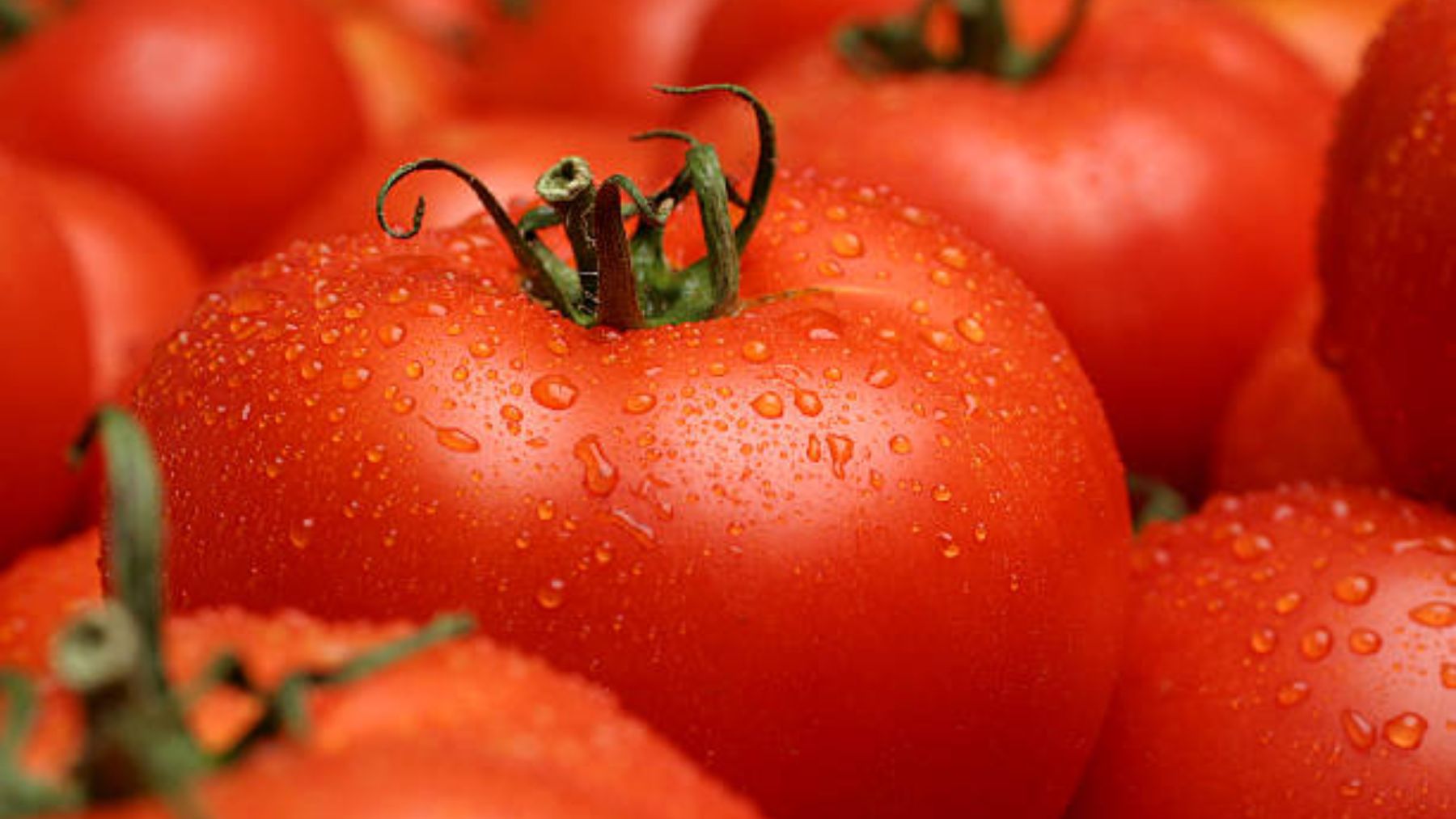 Tira de inmediato tus tomates si ves esto: es peligroso