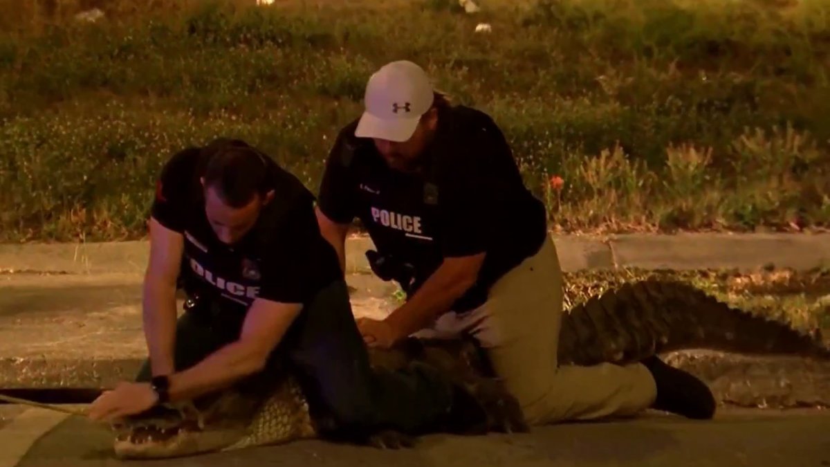 policías capturan enorme caimán en Tampa, Florida