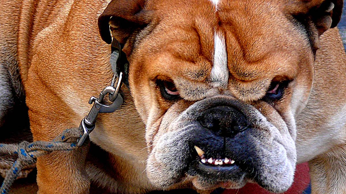 ¿Cuáles son las razas de perro más agresivas?