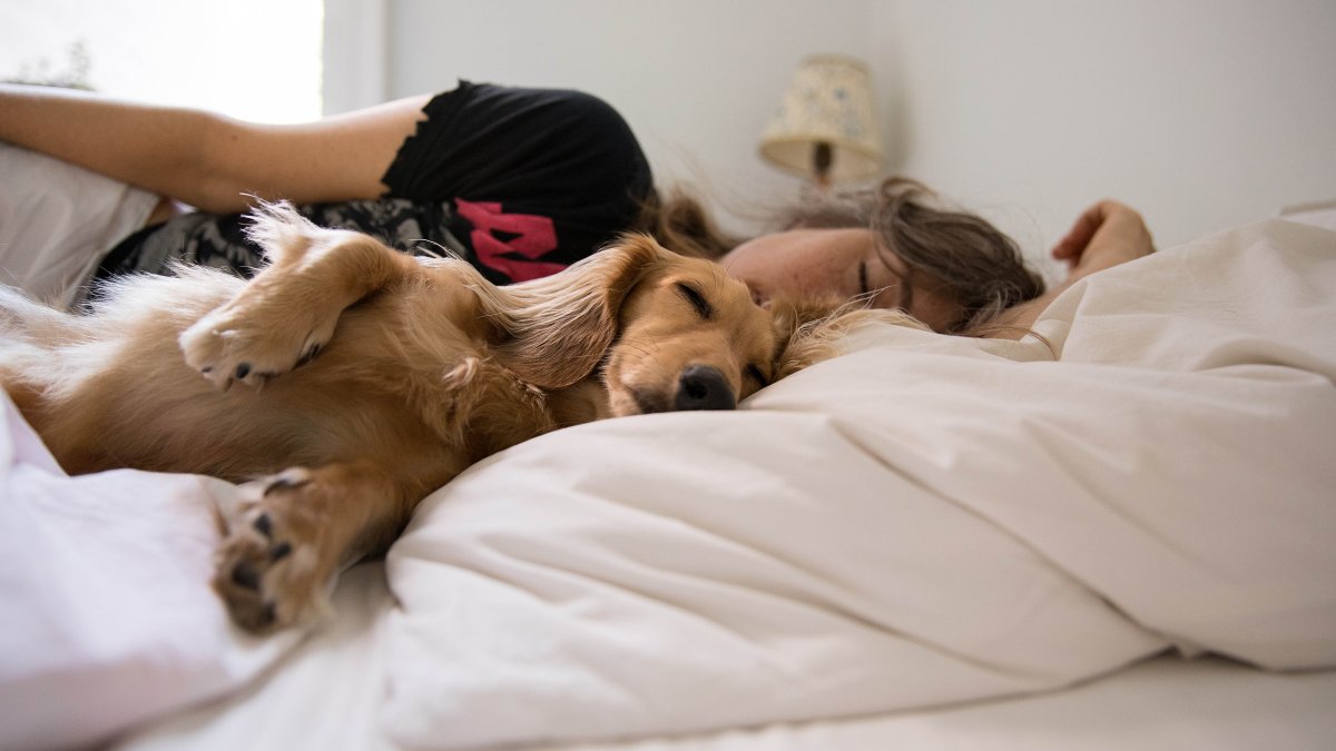 ¿Debo compartir una cama con mi mascota?