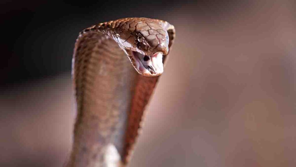 ¡Serpiente en avión! Piloto aterriza con cobra venenosa enroscada en sus pies