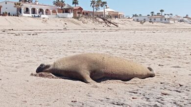 Ayudan a elefante marino a regresar al mar tras quedar varado en Sonora