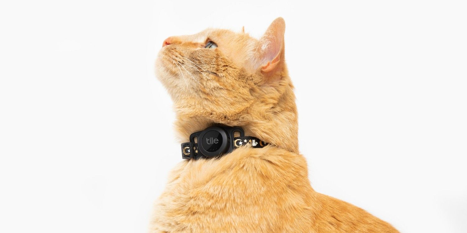 An orange tabby cat pictured wearing a Tile for Cats collar accessory in black