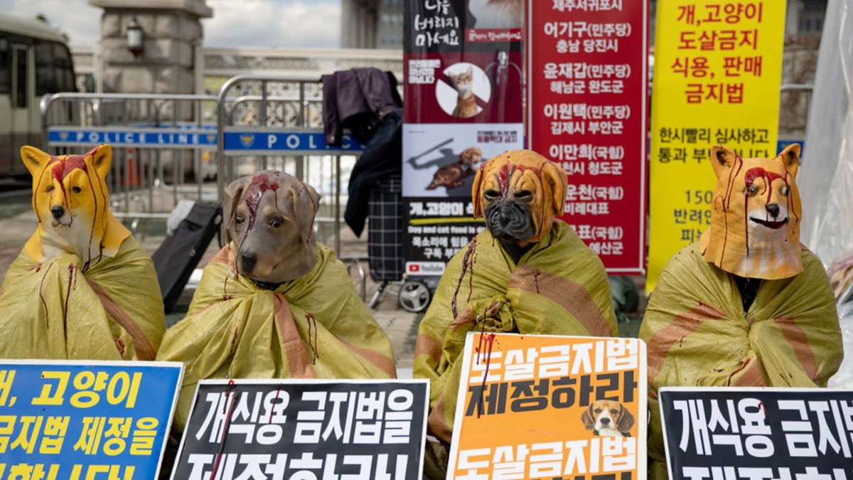 Contundente reclamo: protestan contra el consumo de carne de perro en Corea del Sur