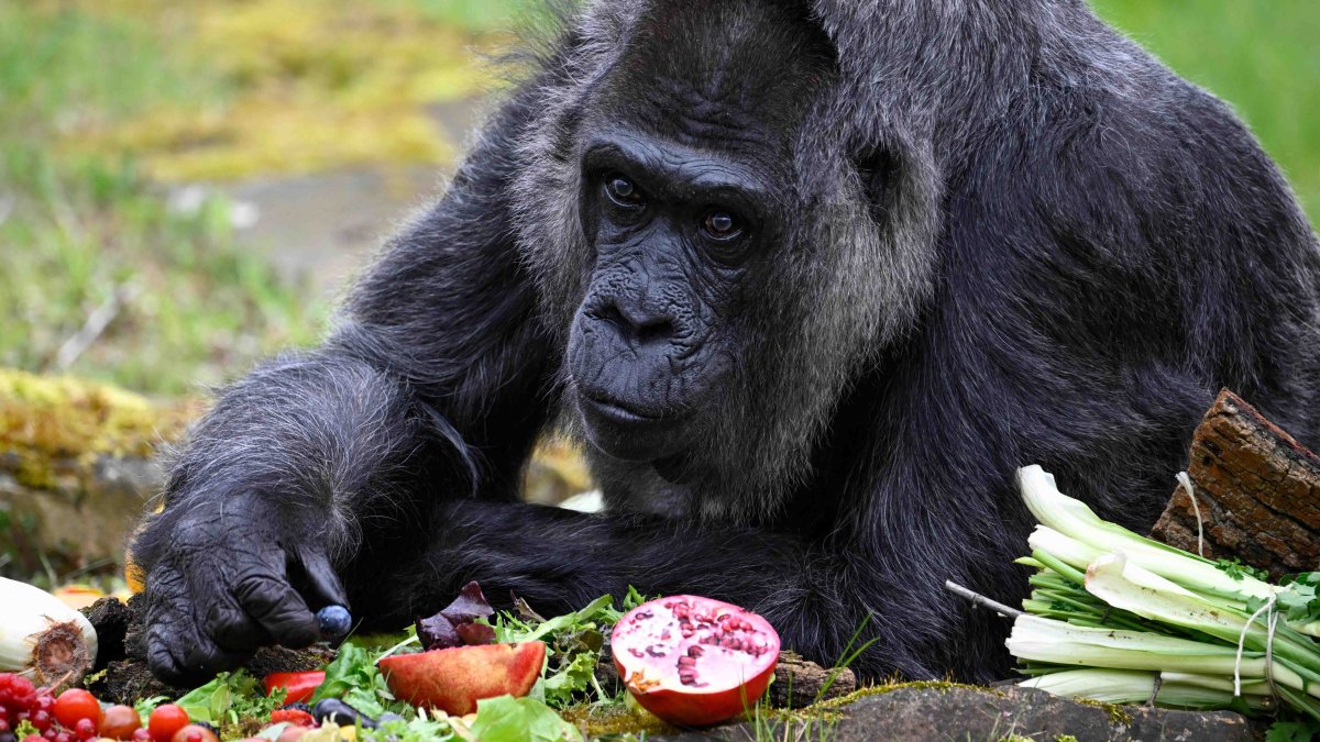 Cumple años “Fatou”, la gorila más vieja del mundo