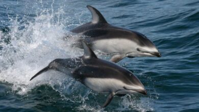 Delfín chileno en peligro de extinción por contaminación y gripe aviar