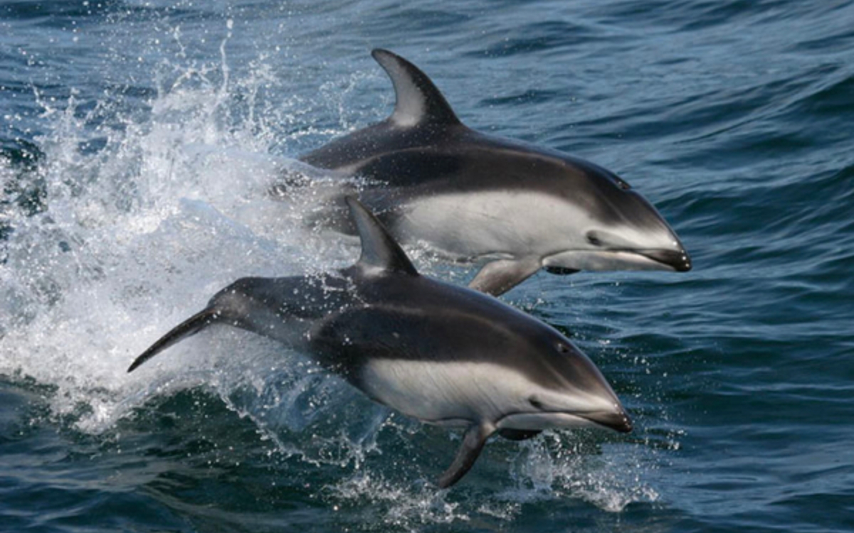 Delfín chileno en peligro de extinción por contaminación y gripe aviar