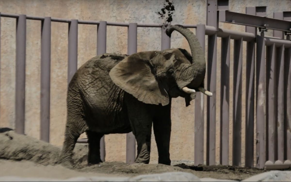 Diputados ordenan evaluar traslado de elefanta Ely a santuario