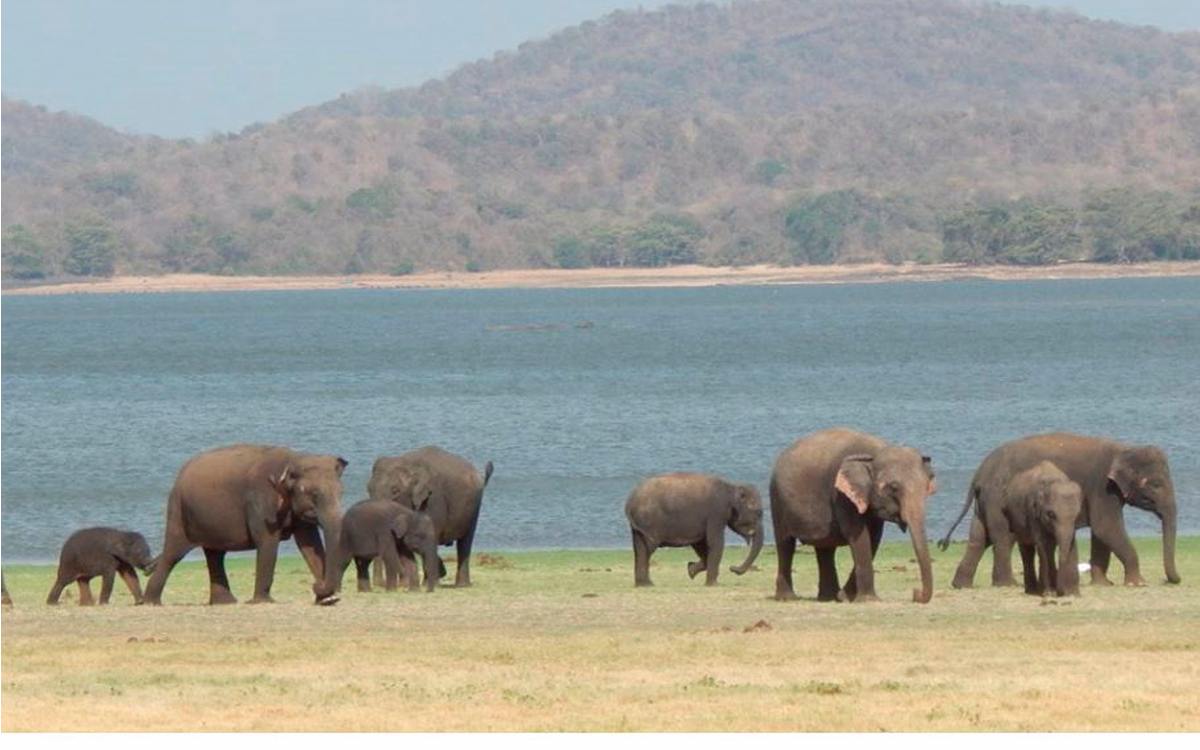 El elefante asiático ha perdido dos tercios de su hábitat en 300 años