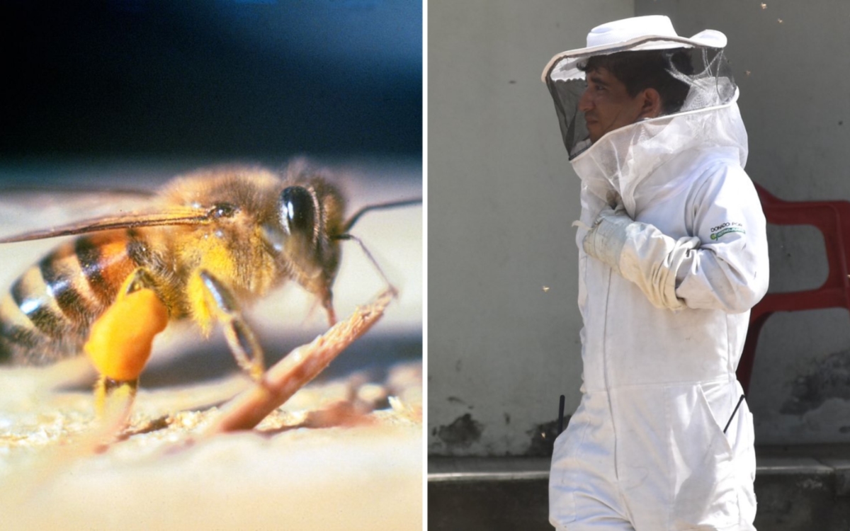 Enjambre de abejas africanas ataca a varias personas en Colima
