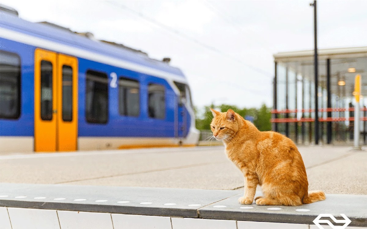 Levantarán estatua en memoria a gato que vivía en estación de tren