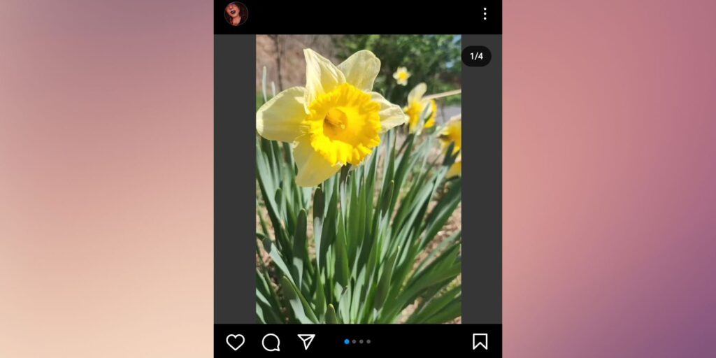 A screenshot of the lead image in an Instagram carousel of four photos, showing a yellow daffodil