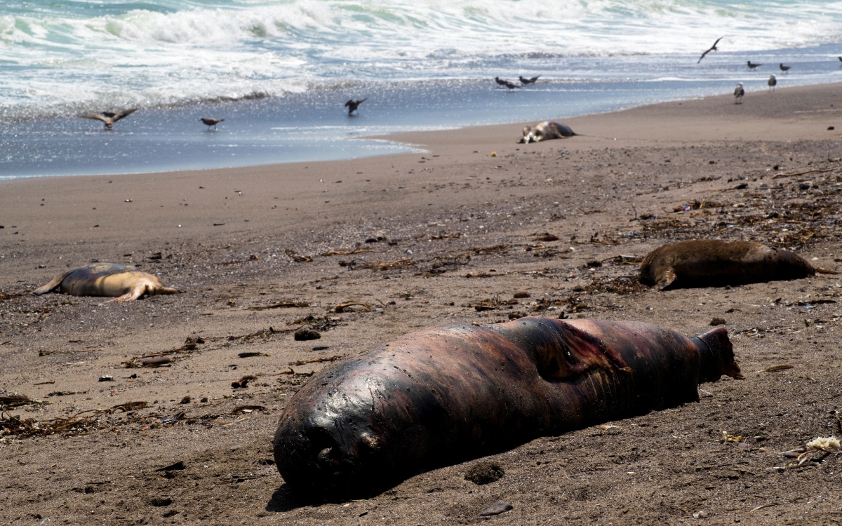 Más de 3 mil lobos marinos mueren en Chile por gripe aviar