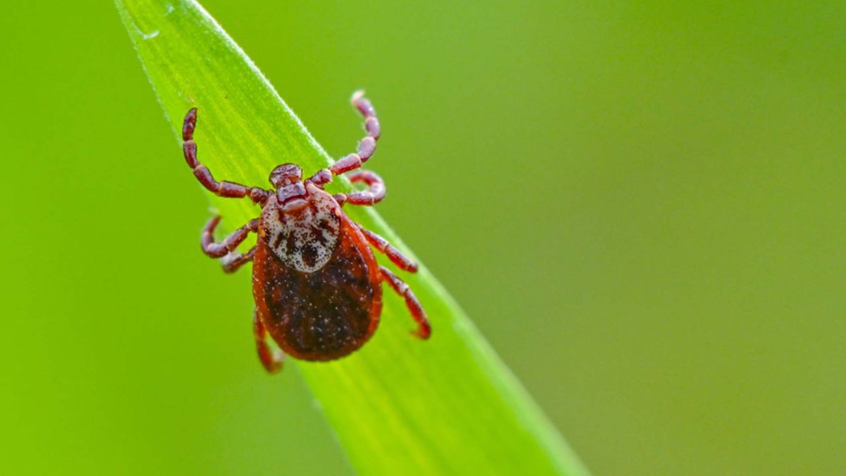 Más garrapatas: este año podría traer mayor riesgo de infecciones por la enfermedad de Lyme