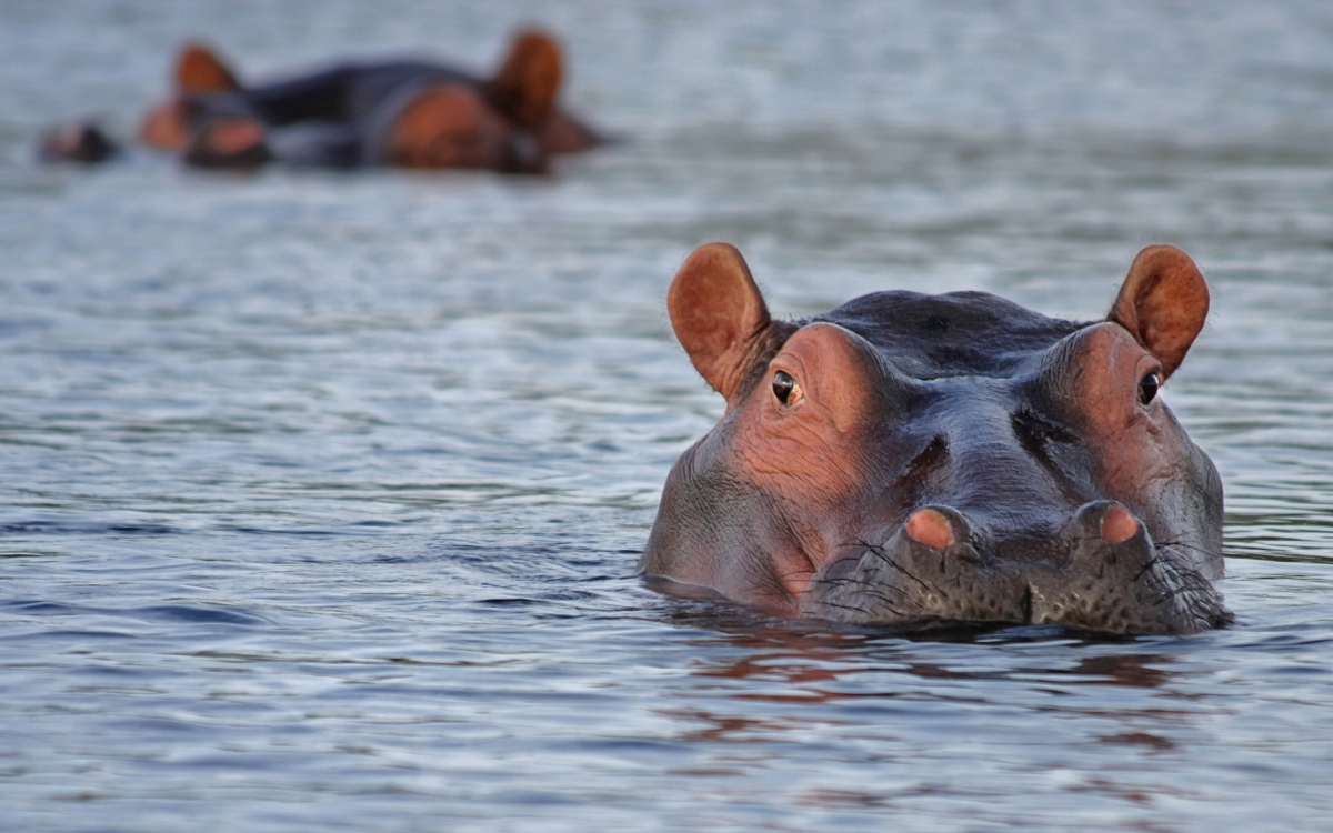 Muere atropellado hipopótamo de Pablo Escobar; piden que sean considerados especie invasora