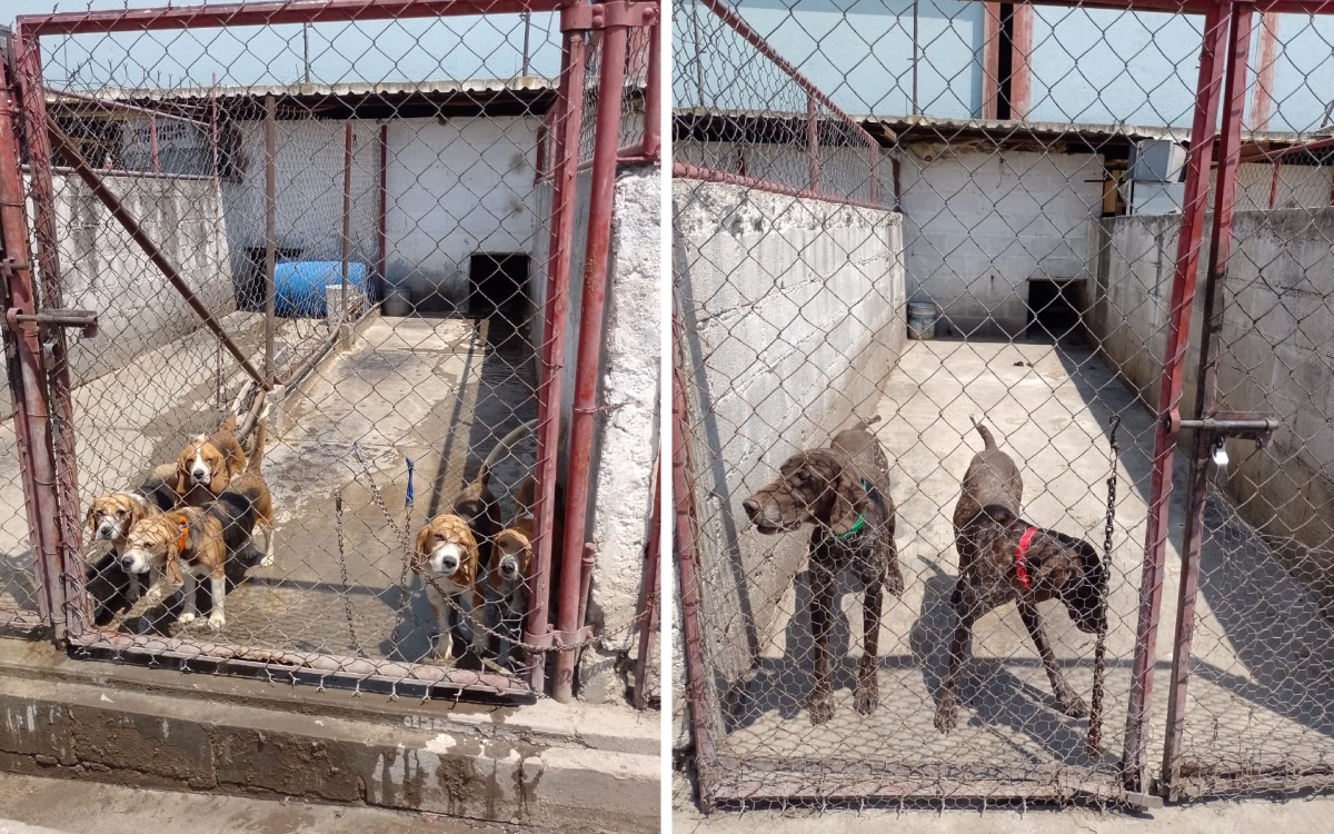 Rescatan a 46 perros maltratados en Texcoco, Edomex