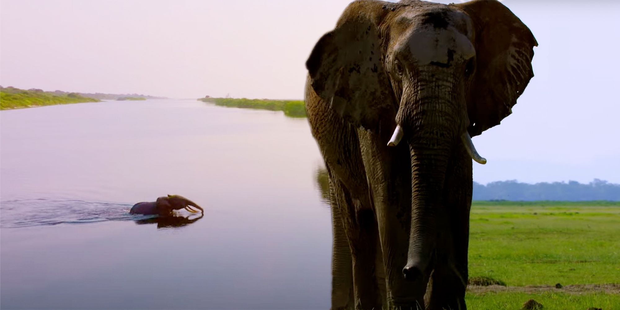 Secretos de los Elefantes Director de Fotografía Charlas Serie NatGeo