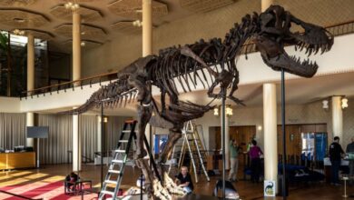 Subastan gigantesco esqueleto de un tiranosaurio rex en millones de dólares