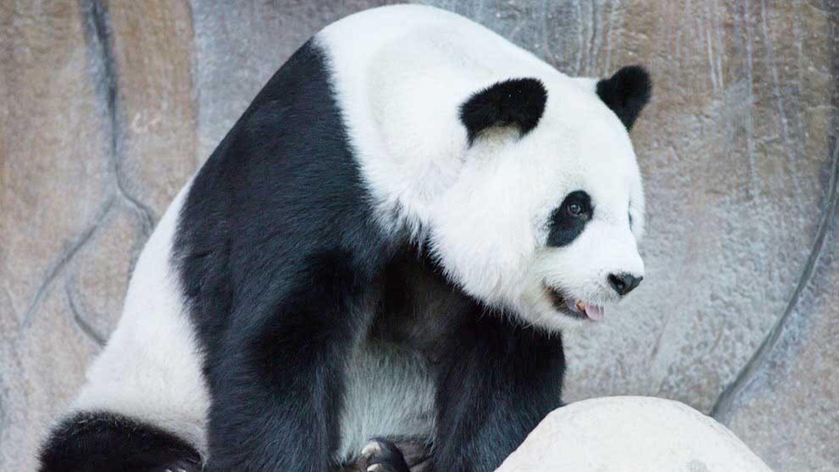 Tailandia: muere Lin Hui, el último panda cedido por China
