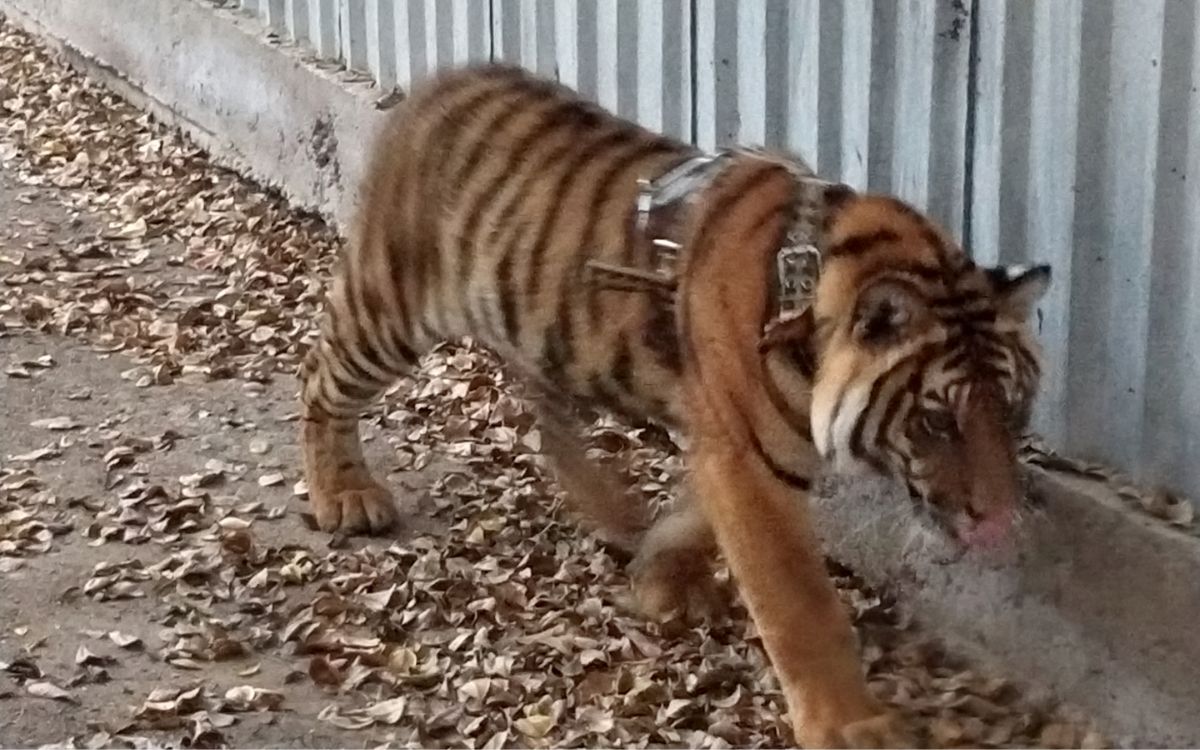 Tigre rescatado en Mazatlán no podrá regresar a su hábitat