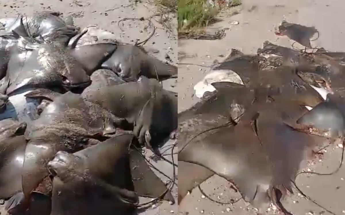 Video | Ahora aparecen decenas de rayas muertas en una playa de Brasil