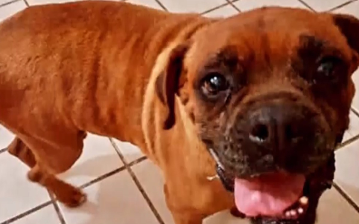 Video | ¡El Chato hace historia! Es el primer perrito en participar en audiencia contra su cuidadora