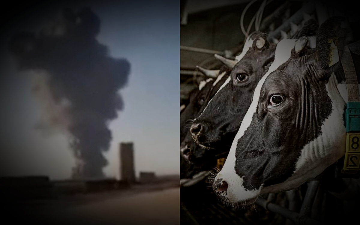 Videos | Explosión en granja de Texas mata a más de 18 mil vacas