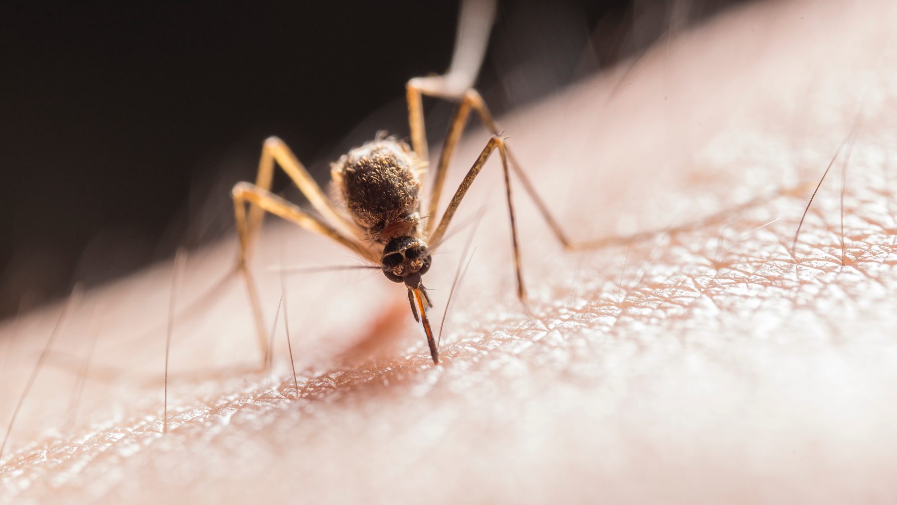 Adiós para siempre a las moscas y los mosquitos: la solución es muy sencilla