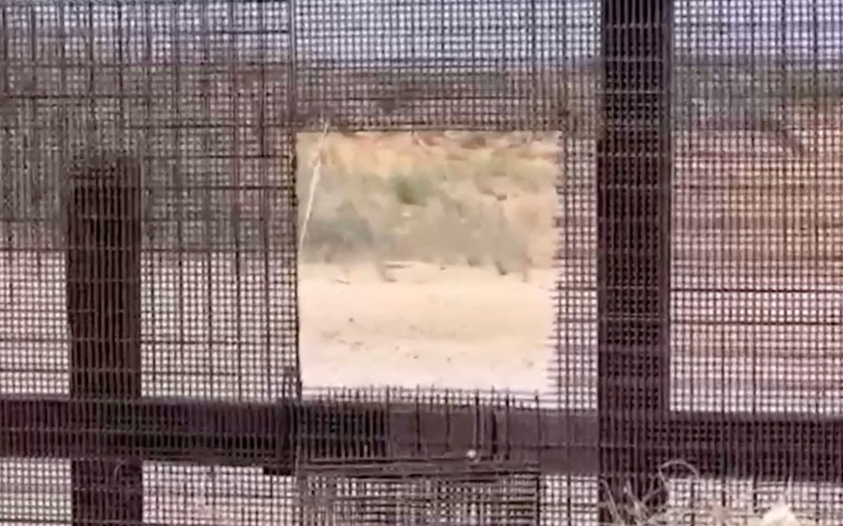Así son los 'parches removibles 'del muro fronterizo por los que cruzan migrantes | Video