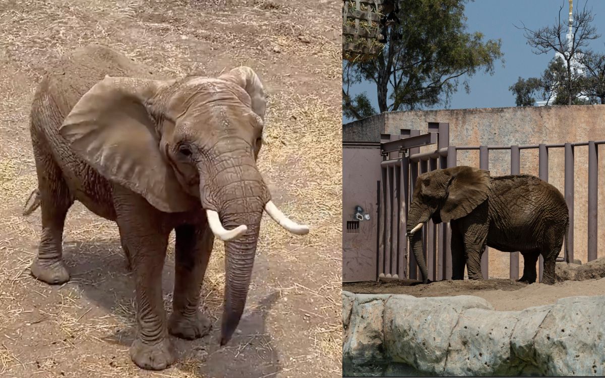 Caso Ely: Entre protestas, anuncian que la elefante Gipsy llegará al Zoológico San Juan de Aragón