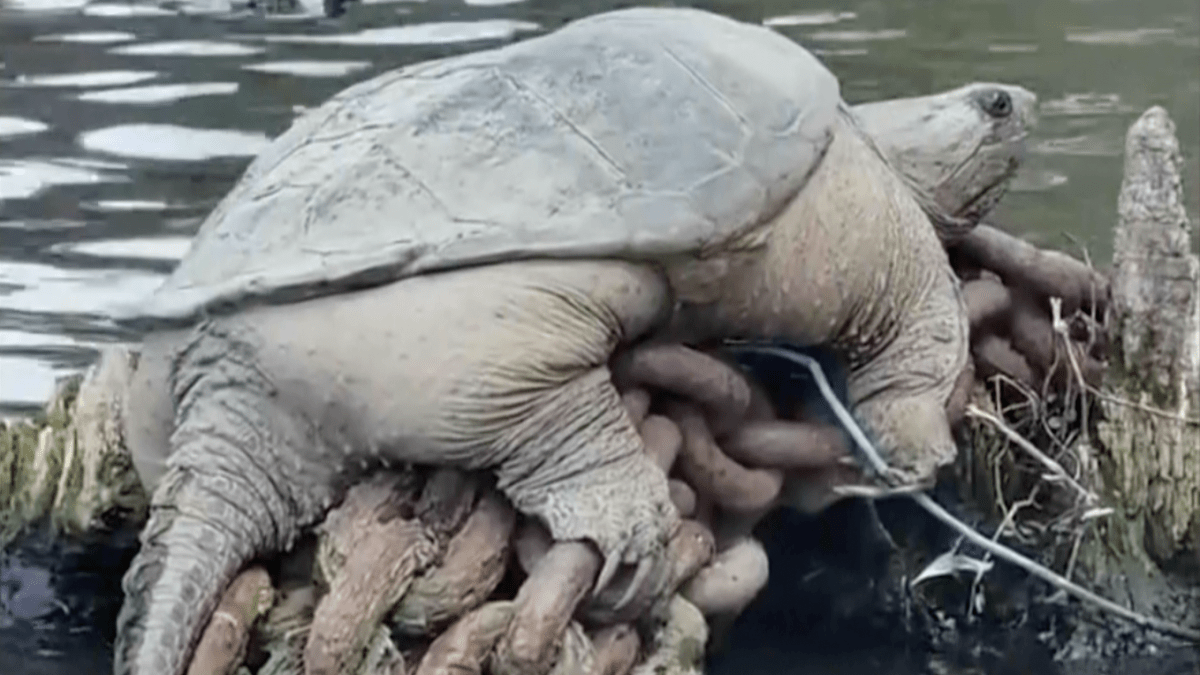 “Chonkosaurus”, la tortuga gigante encontrada en el río Chicago