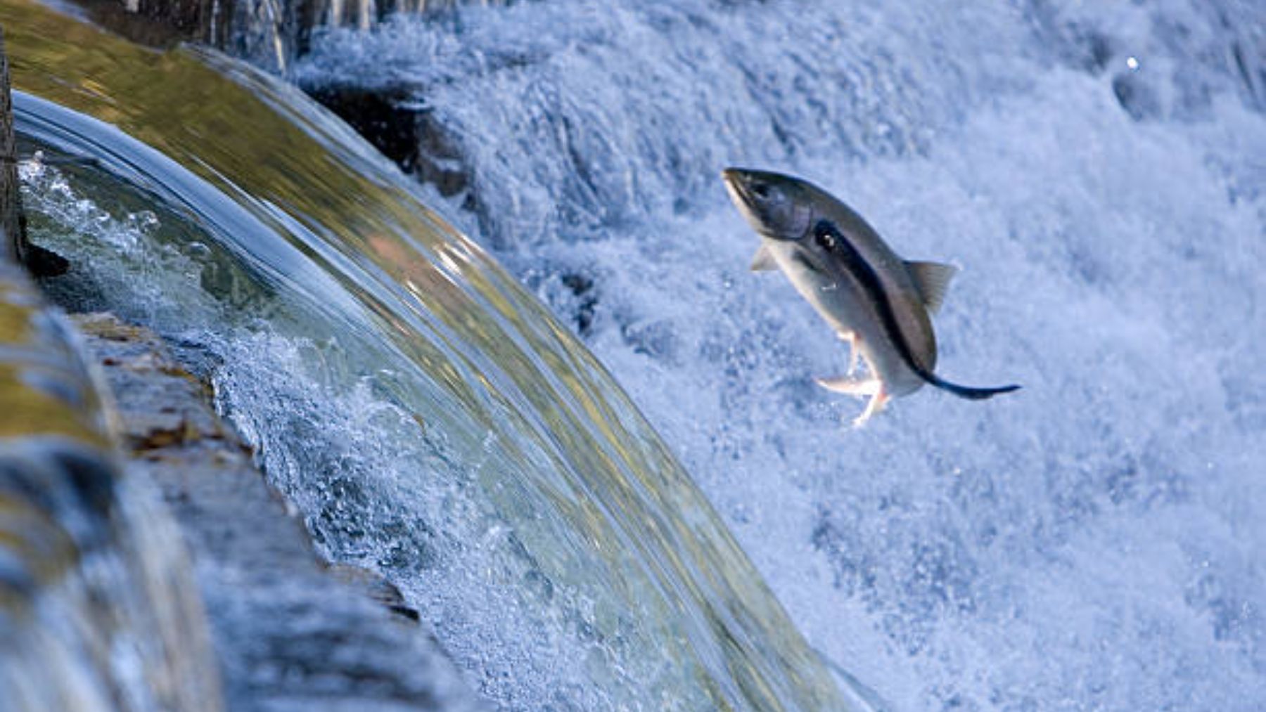 Cómo saber si el salmón es salvaje o de piscifactoría mirando su cola