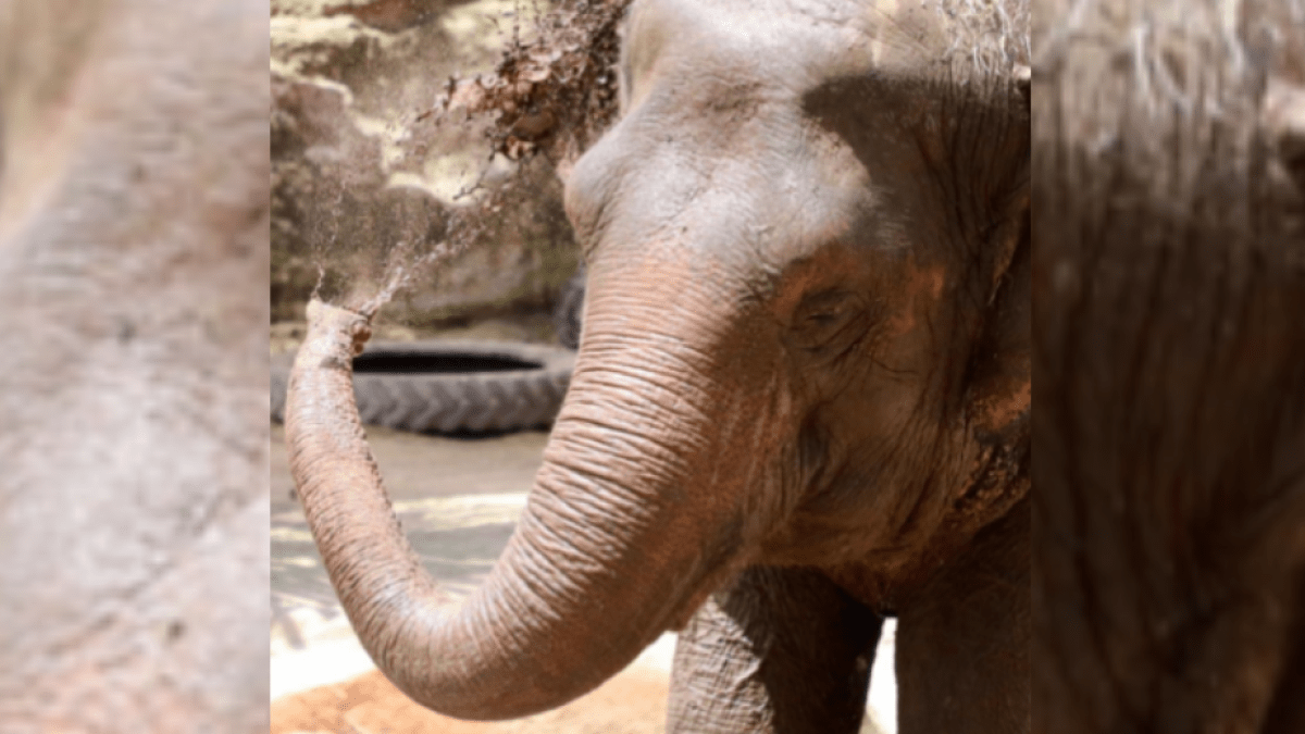 Fallece la elefanta Nicole del Zoológico de San Antonio