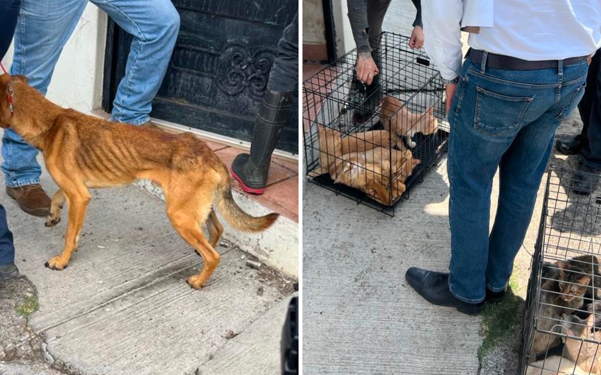 Fotos | Rescatan a 32 perritos y 19 gatitos que sufrían violencia y maltrato en Morelia